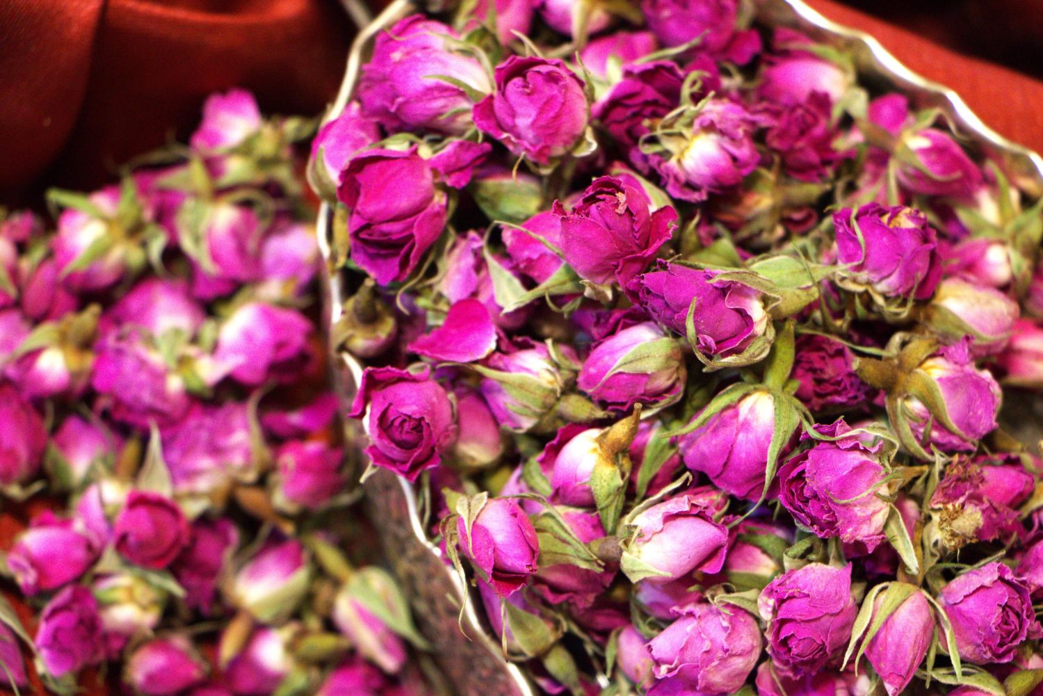 غنچه گل محمدی