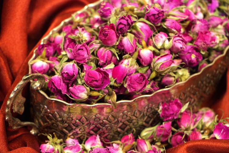 غنچه گل محمدی