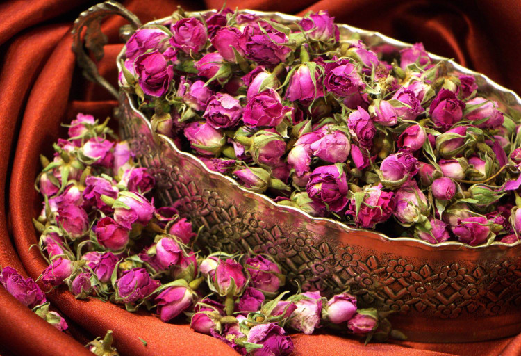 غنچه گل محمدی